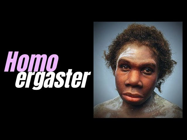 HOMO ERGASTER  - African Homo erectus ~ with DR KAREN BAAB