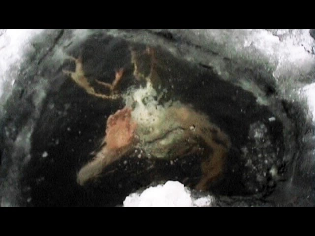 Top 15 Mysterious Things Found Frozen In Ice