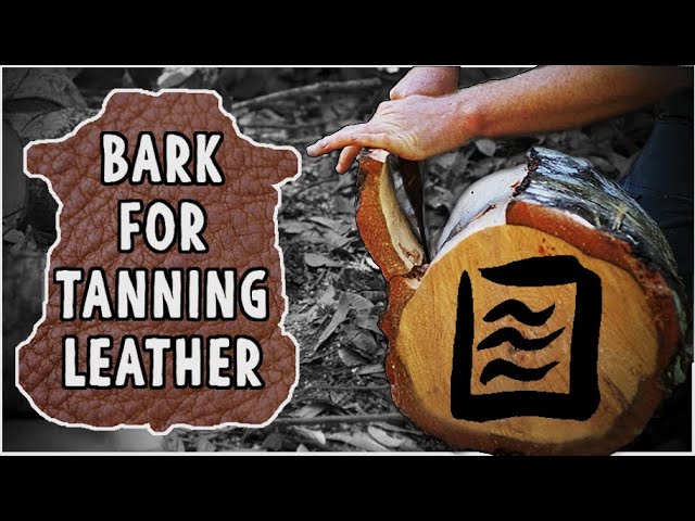 OLD SCHOOL LEATHER TANNING:  Gathering the Key Ingredient