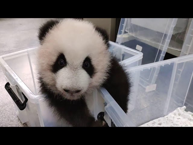 猜猜这个心急的奶音小萌娃儿是谁? Guess who is this talkative baby panda?