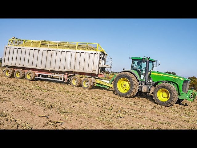 John Deere and Case IH tractors chopping maize with a Claas Jaguar forage harvester