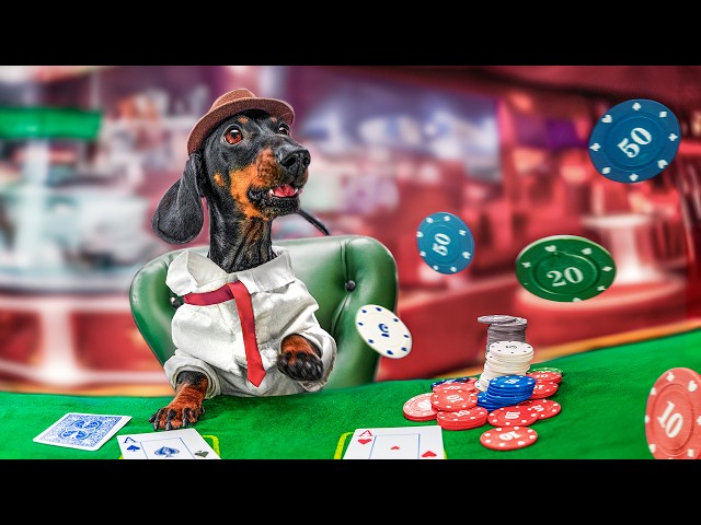 Everything at Stake! Cute & funny dachshund dog video!