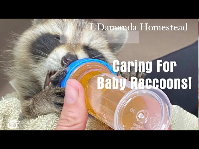Caring for Baby Raccoons while Waiting for the  Wildlife Rescuers!