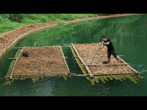 Primitive Skills: How to grow floating rice on the water, Floating Rice Farm (ep 173)