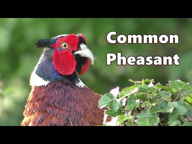 Pheasant Sounds and Close Up ⭐ Very Beautiful Common Ring-Necked Pheasant in 4K ⭐