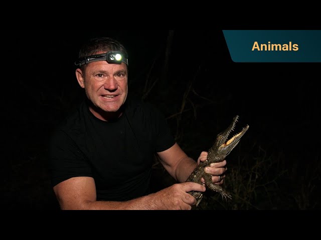 A roar so endearing, you wouldn't expect it from a crocodile | Killer Crocs with Steve Backshall