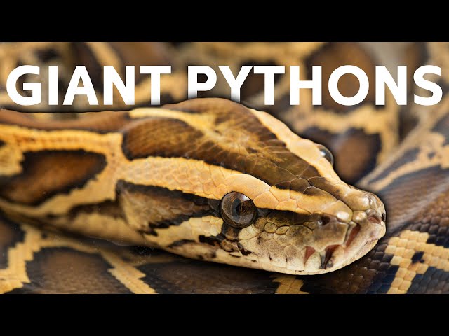 Giant Burmese Pythons Wreak Havoc In The Florida Everglades | Python Hunters | Real Wild