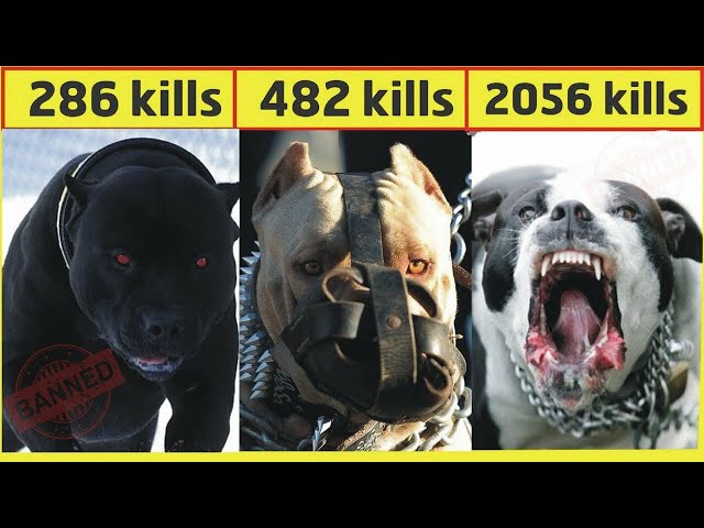 दुनिया के सबसे खतरनाक कुत्ते | Top 10 dangerous dog breeds in the world 2020 [Hindi]