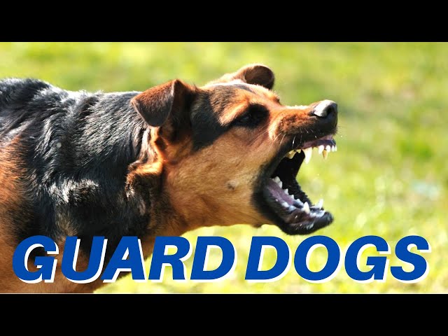 DOGS BARKING!! Angry Dogs | Real Guard Dogs | Defending You! Free Download MP3