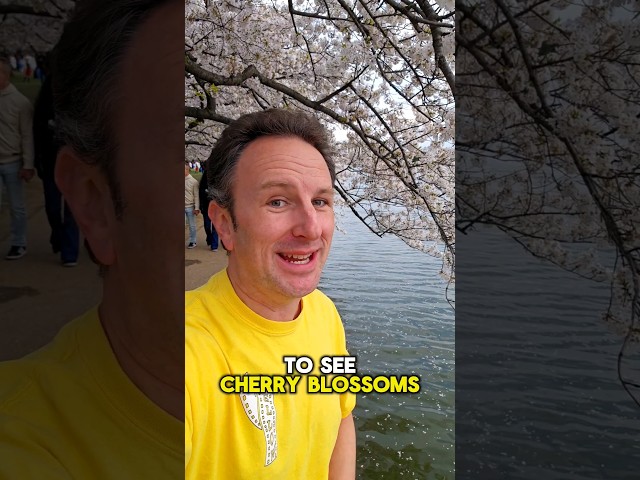 🌸 Cherry Blossoms in Washington DC