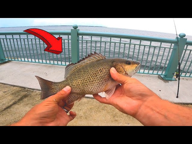 FISHING with LIVE BAIT off the PIER for Mangrove Snapper