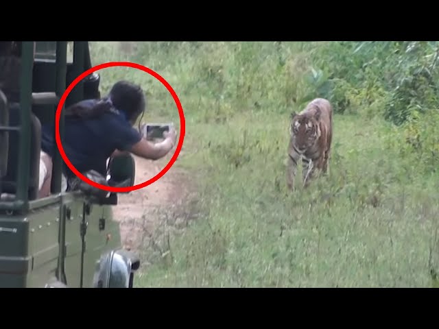 6 Tiger Encounters You Should Never Watch