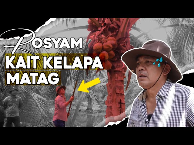 'ROSYAM KAIT KELAPA MATAG DI LADANG BAGAN DATUK?!' - TOUR PPK EP11