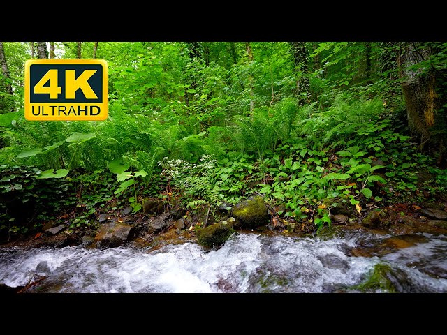 Japan's Calm Forest, Water Sounds, Birds Song and Fresh greenery full of nature. Forest 4K UHD