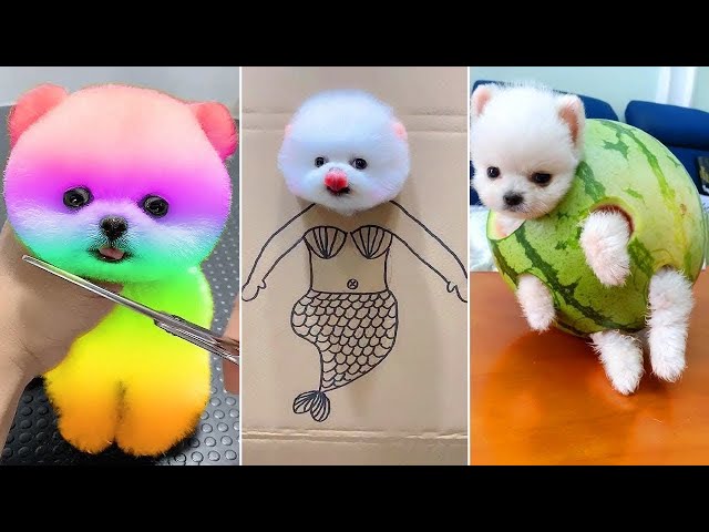 Cute Pomeranian Puppies Doing Funny Things #8 - Cute and Funny Dogs 2024 - VN Pets