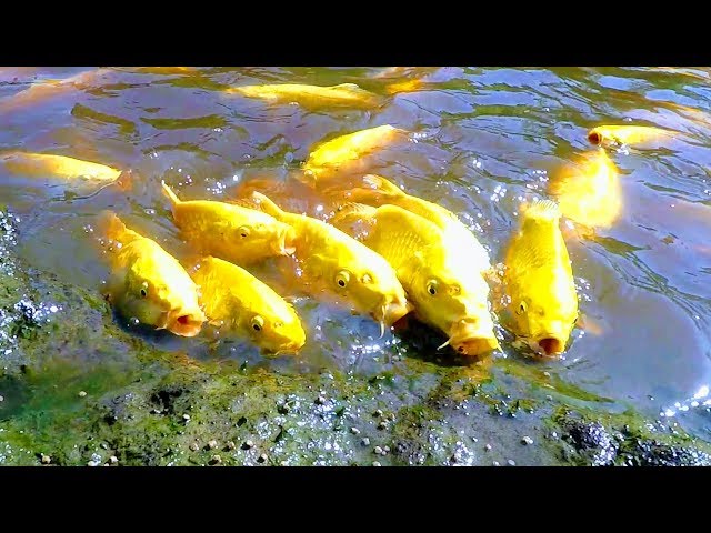 KOI ARE GROWING FAST IN NATURAL MUD POND | HOT SUMMER FOR YAMABUKI OGON FISH | CTLG