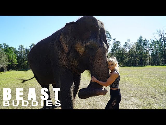 My Best Friend Is An Elephant | BEAST BUDDIES