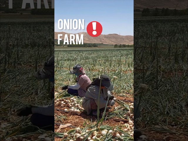Iran - Shiraz -onion farm 🧅