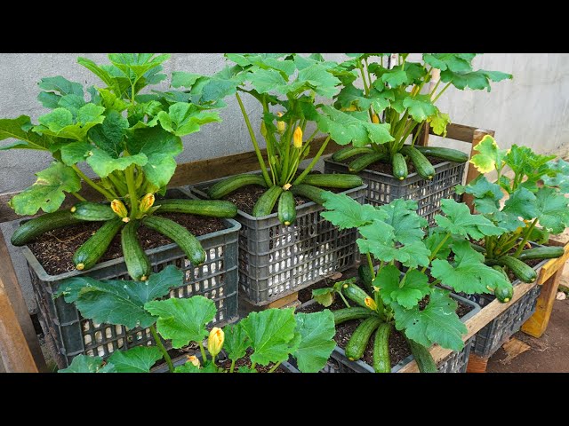 Garden | Why is it so easy to grow zucchini? Discover how to grow zucchini at home