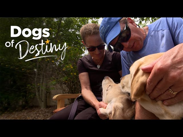 “Love at First Sight” | Jim Rigg and guide dog Keebler