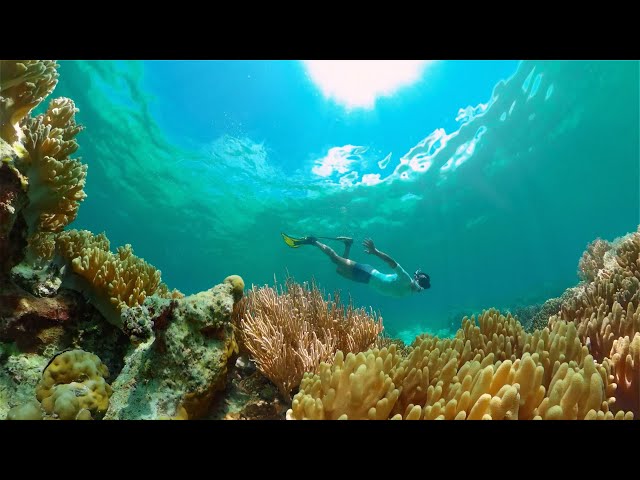 Coral Resilience in the Face of Climate Change | The Henry Ford’s Innovation Nation