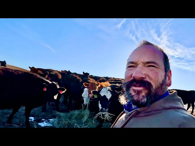 Just A Man And His Cows...