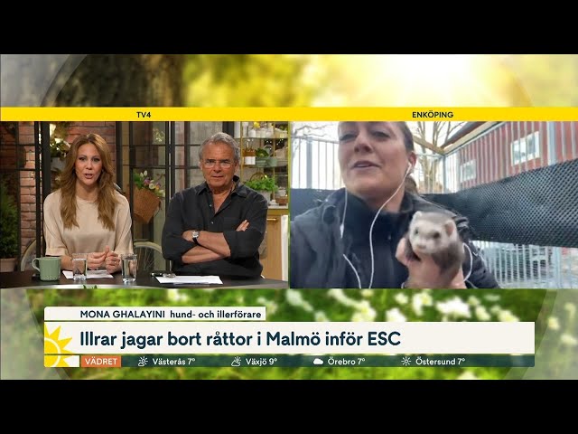 Så har det gått för illrarnas råttjakt i Malmö | Nyhetsmorgon | TV4 & TV4 Play
