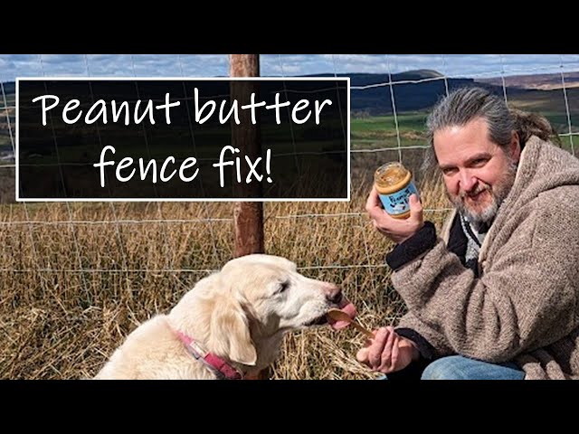 Use peanut butter on badger gates to stop badgers destroying your fence!