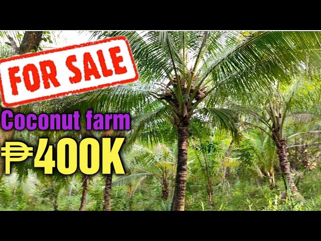 #71 coconut farm for sale / ₱400k price