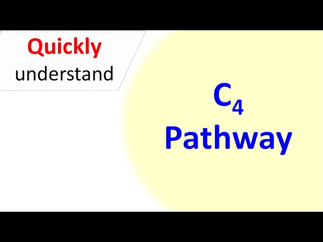 C4 Pathway