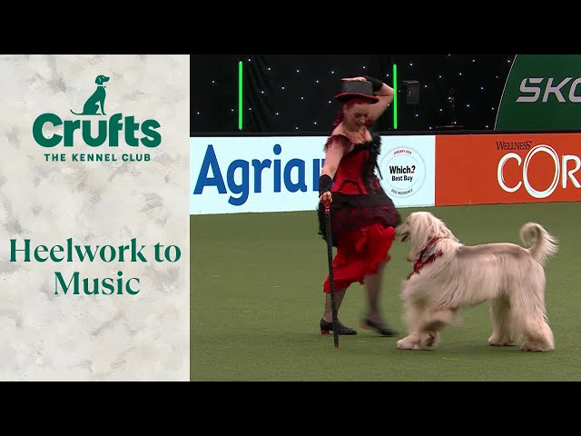 Incredible Afghan Hound WOWs The Crowd with Heelwork To Music Routine 🐶👚 Crufts 2024