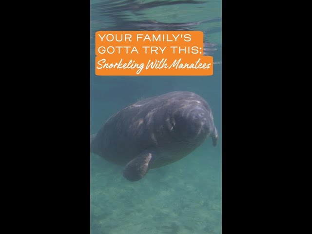 You've Gotta Try: Meeting a Manatee with Visit Florida