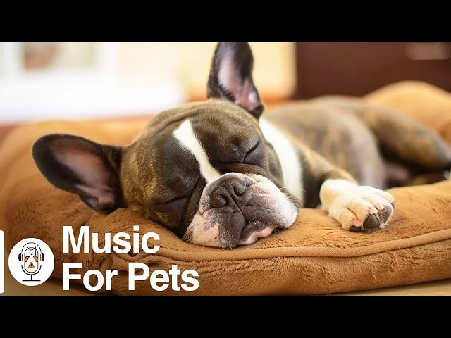 12 Hours of Calming Music for Dogs with Anxiety: Soothing Lullabies for Anxious and Stressed Dogs!