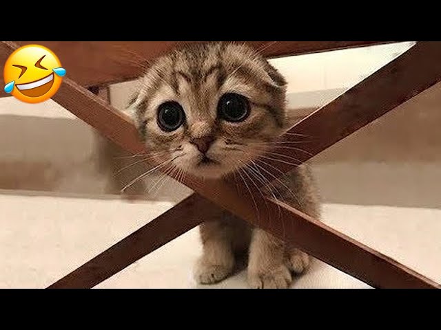 Best Funny Animals 2023 😂 Funniest Dogs and Cats 😹🐶 Part 11
