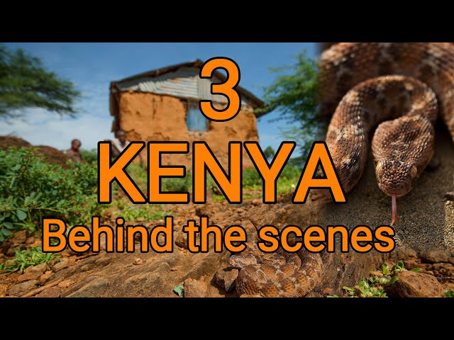 Behind the scenes KENYA 3, deadly venomous Carpet or saw-scaled viper (Echis), searching for snakes
