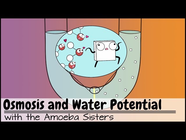 Osmosis and Water Potential (Updated)