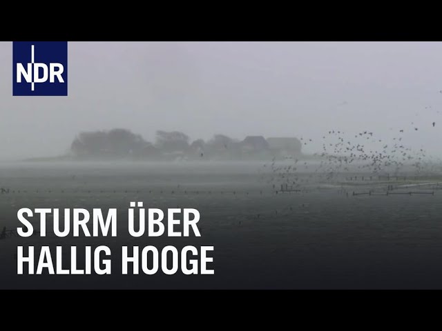 Land unter auf Hallig Hooge | die nordstory | NDR Doku