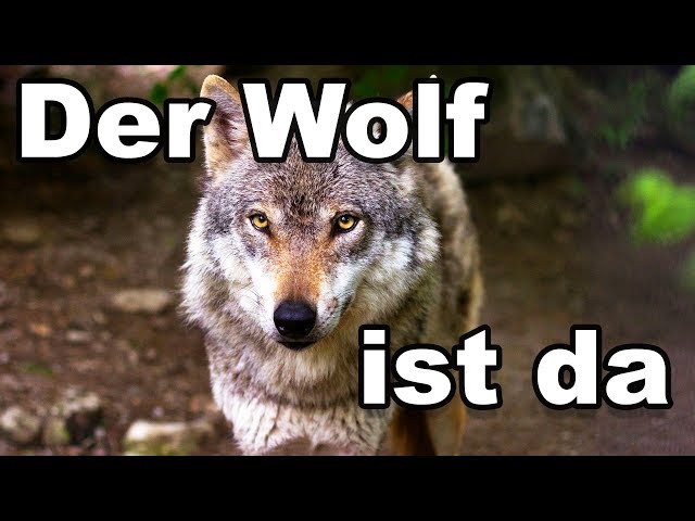 WOLF trifft Jagdrecht - Die Wolfproblematik und der Anfang