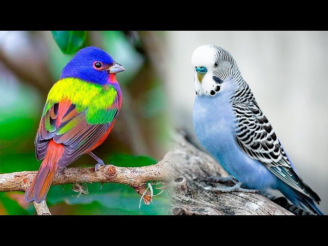 The Most Popular PET BIRD Breeds 🐦