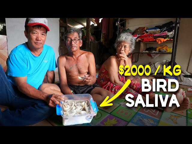The most expensive SALIVA in the world found in Malaysia - the edible birdnest! EP36