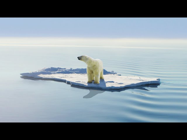 Polar Bear Cub Struggles To Survive It's Shrinking Habitat | Extreme Animal Babies | Real Wild