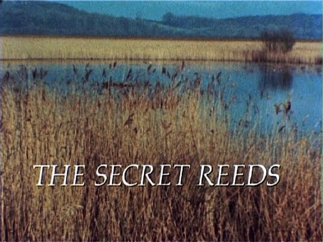 The Secret Reeds