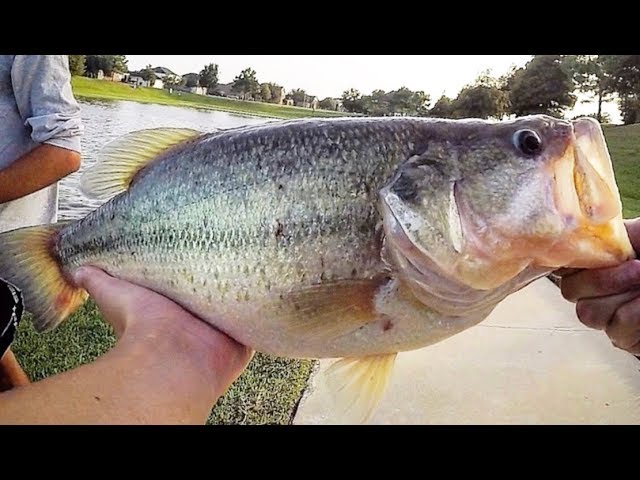 Fishing for HUGE SUMMER BASS & CRAPPIE!
