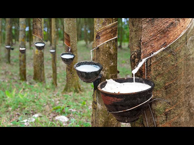 How Natural Rubber Latex is Extracted From Millions of Hevea Trees