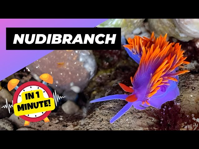 Nudibranch 🐛 Tiny Colorful Creatures! | 1 Minute Animals