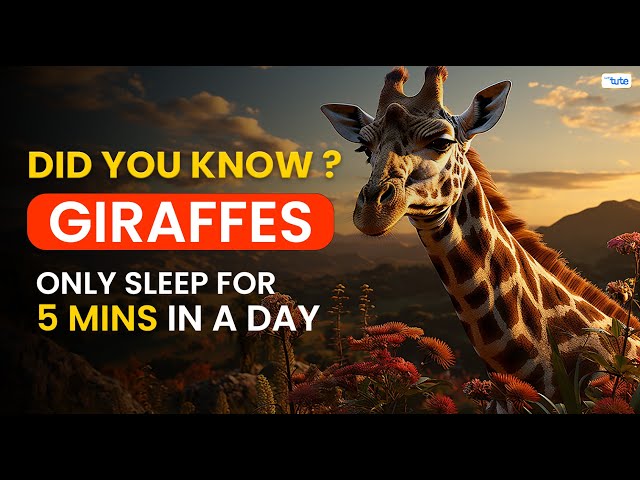 😯DID YOU KNOW? Giraffes Sleep ONLY 5 Mins In a Day?🦒| Letstute