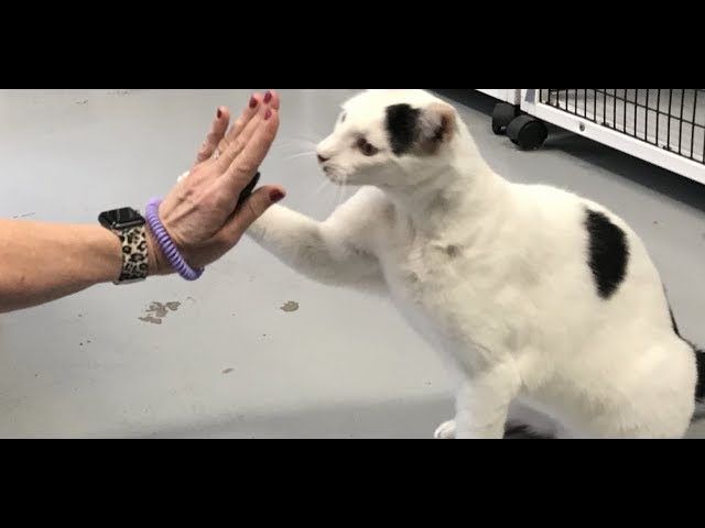 Sweet adoptable cat is showing off his high fiving skills! | The Dodo Project Home Live