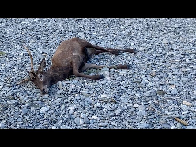 Stuck Deer Does a FRONT FLIP - Dies of natural causes