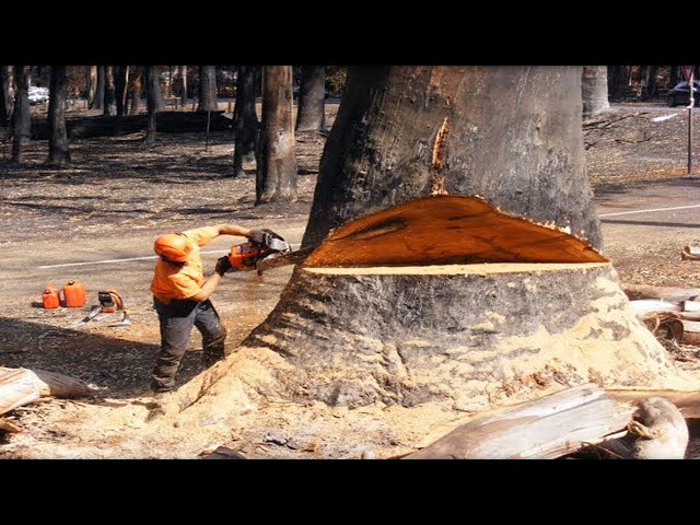 Amazing Dangerous Fastest Big Tree Felling Skills - Biggest Chainsaw Wood Cutting Machines