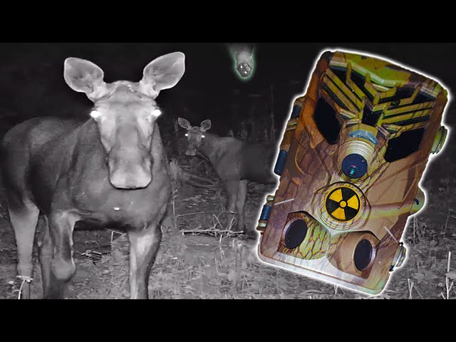 ☢️What was captured with camera traps in Chernobyl / Hidden Pripyat  life ☢️ Catching vandals